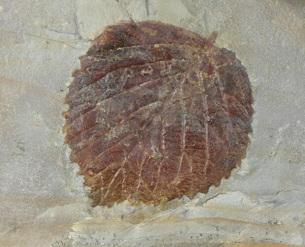 Detailed Fossil Leaf (Davidia) - Glendive, Montana #99349